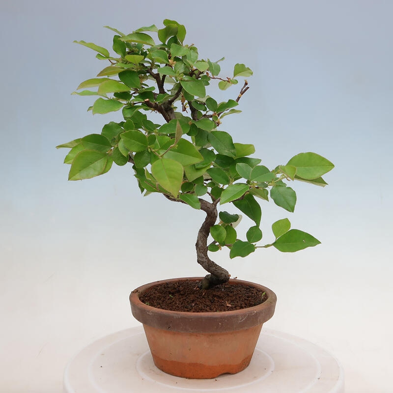 Outdoor bonsai - Pseudocydonia sinensis - Chinese quince