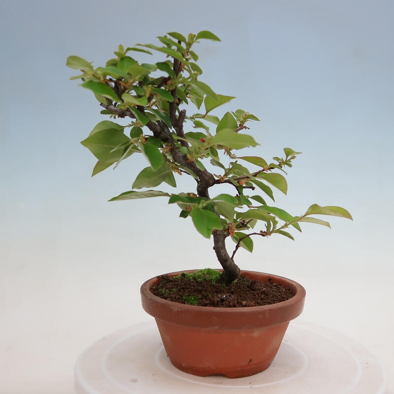 Outdoor bonsai - Pseudocydonia sinensis - Chinese quince