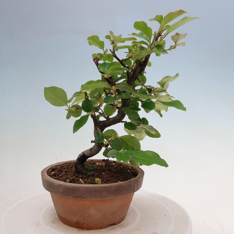 Outdoor bonsai - Pseudocydonia sinensis - Chinese quince