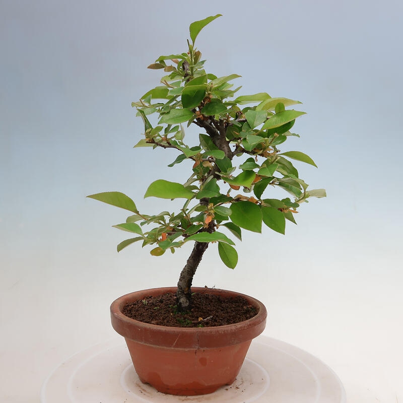 Outdoor bonsai - Pseudocydonia sinensis - Chinese quince