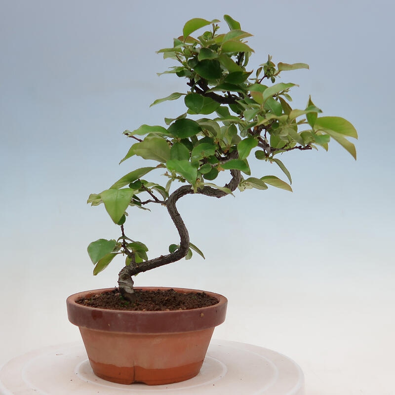 Outdoor bonsai - Pseudocydonia sinensis - Chinese quince