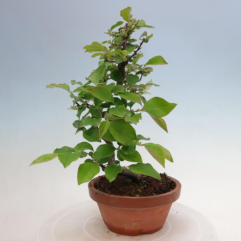 Outdoor bonsai - Pseudocydonia sinensis - Chinese quince