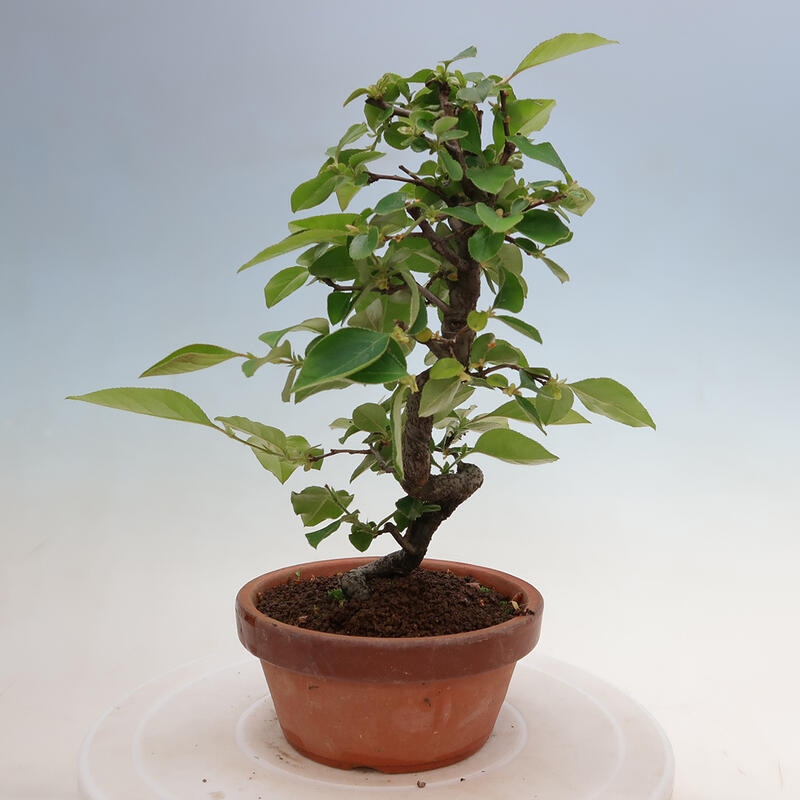 Outdoor bonsai - Pseudocydonia sinensis - Chinese quince