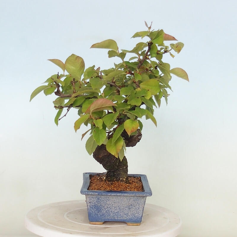 Outdoor bonsai - Pseudocydonia sinensis - Chinese quince