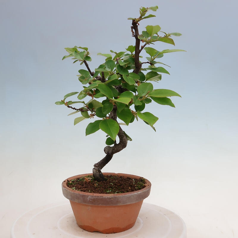 Outdoor bonsai - Pseudocydonia sinensis - Chinese quince