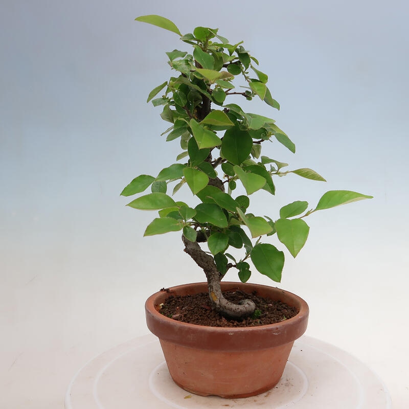 Outdoor bonsai - Pseudocydonia sinensis - Chinese quince