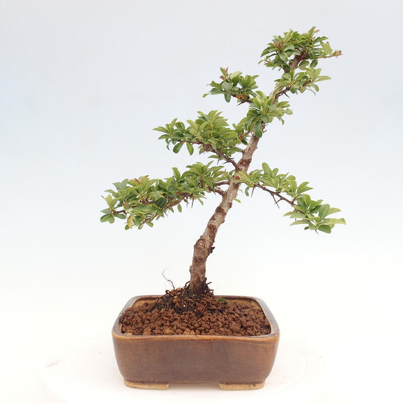 Outdoor bonsai - Pyracantha teton - Scarlet hawthorn