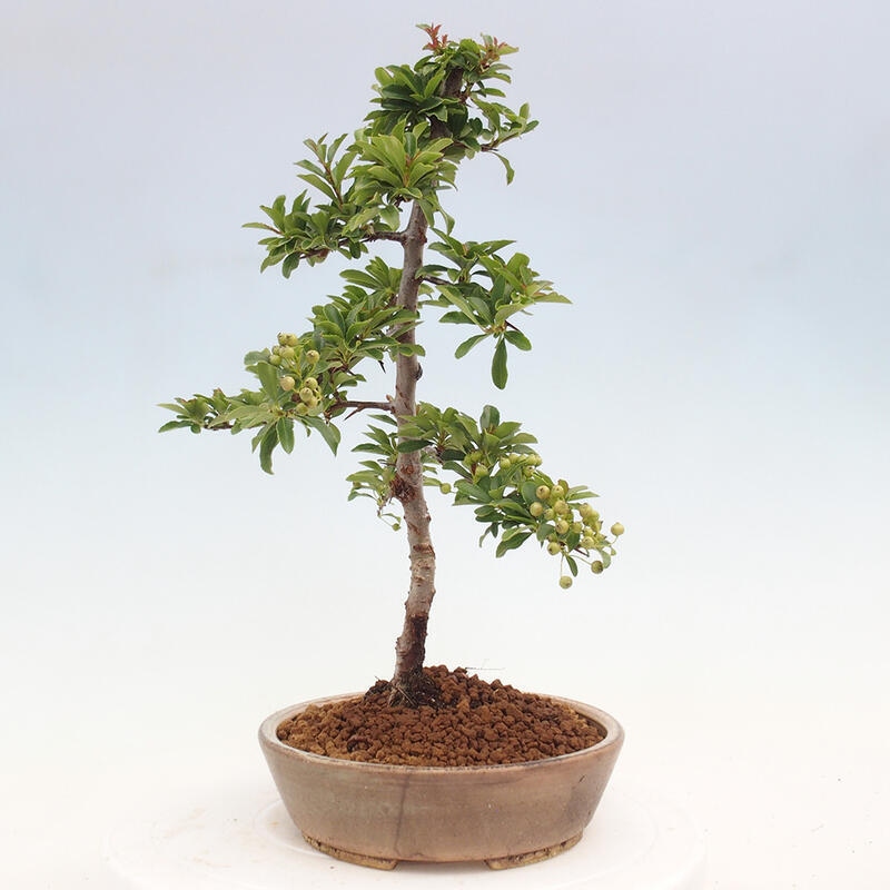 Outdoor bonsai - Pyracantha teton - Scarlet hawthorn