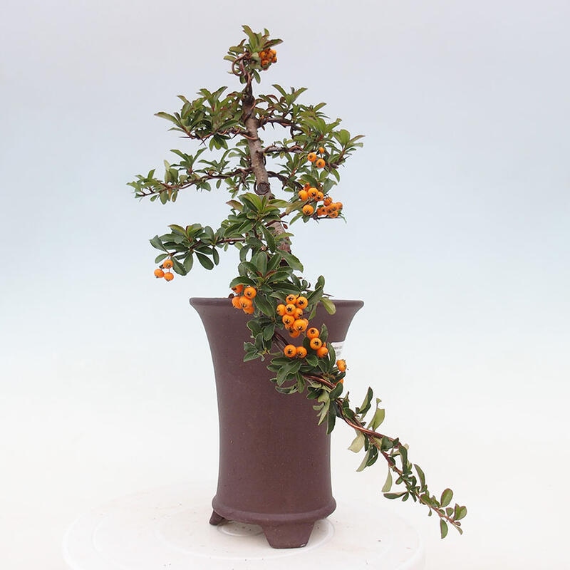 Outdoor bonsai - Pyracantha teton - Scarlet hawthorn