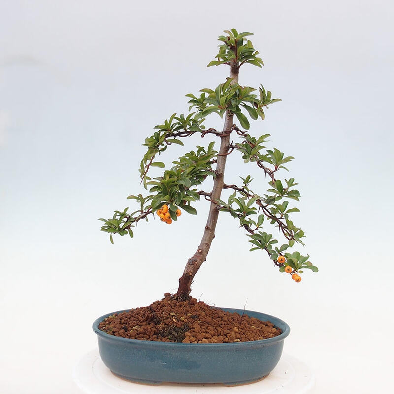 Outdoor bonsai - Pyracantha teton - Scarlet hawthorn