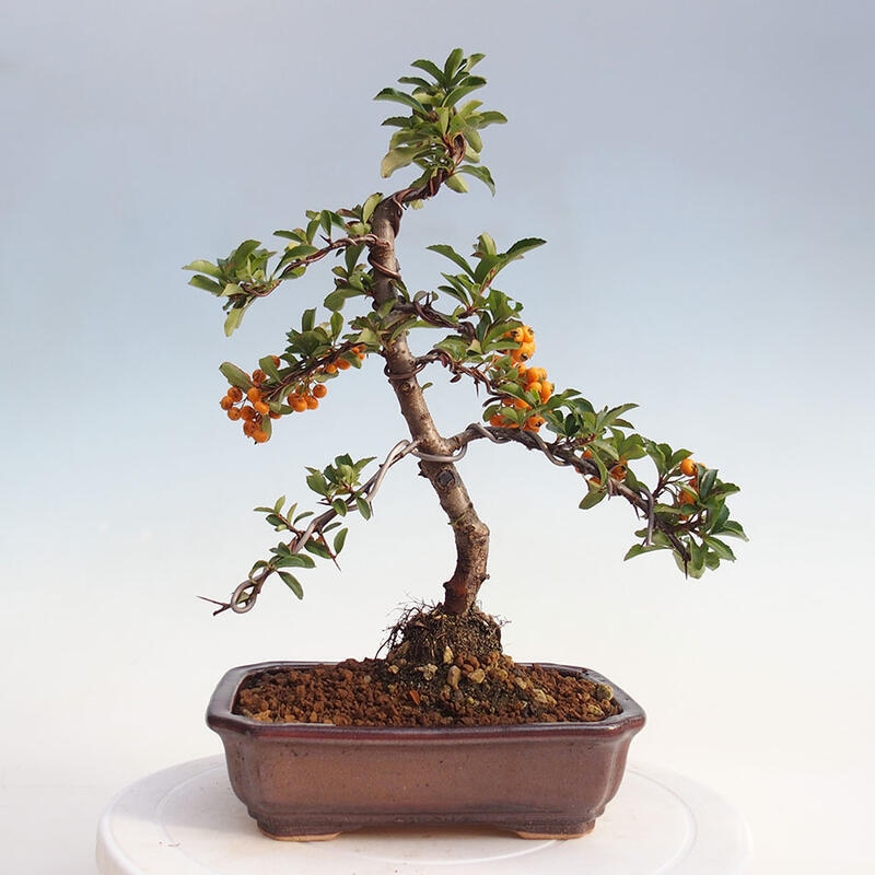 Outdoor bonsai - Pyracantha teton - Scarlet hawthorn