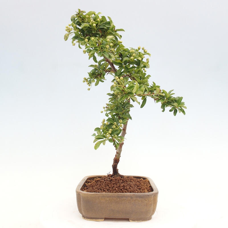 Outdoor bonsai - Pyracantha teton - Scarlet hawthorn