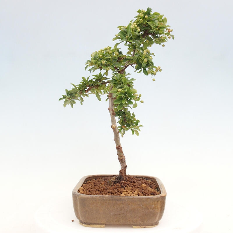 Outdoor bonsai - Pyracantha teton - Scarlet hawthorn