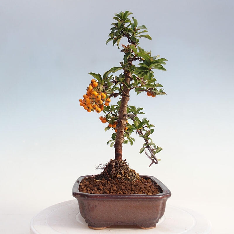 Outdoor bonsai - Pyracantha teton - Scarlet hawthorn