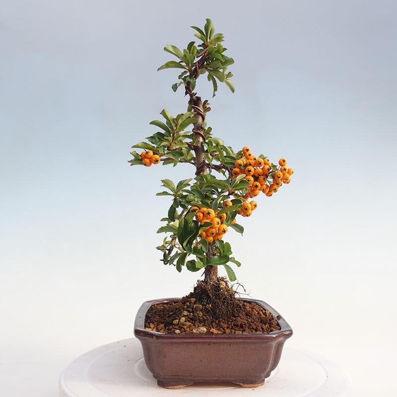 Outdoor bonsai - Pyracantha teton - Scarlet hawthorn