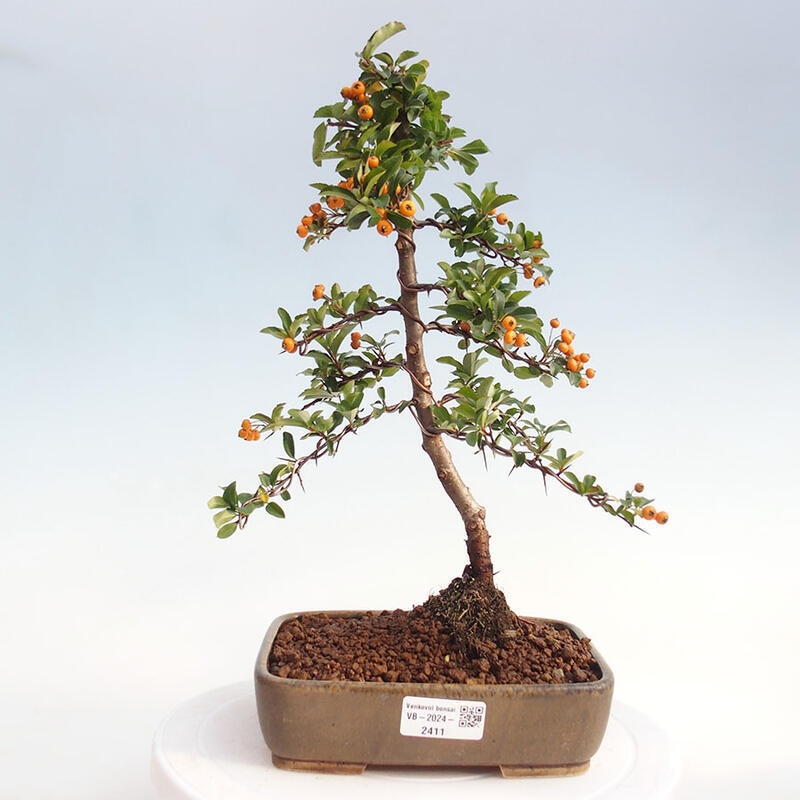 Outdoor bonsai - Pyracantha teton - Scarlet hawthorn