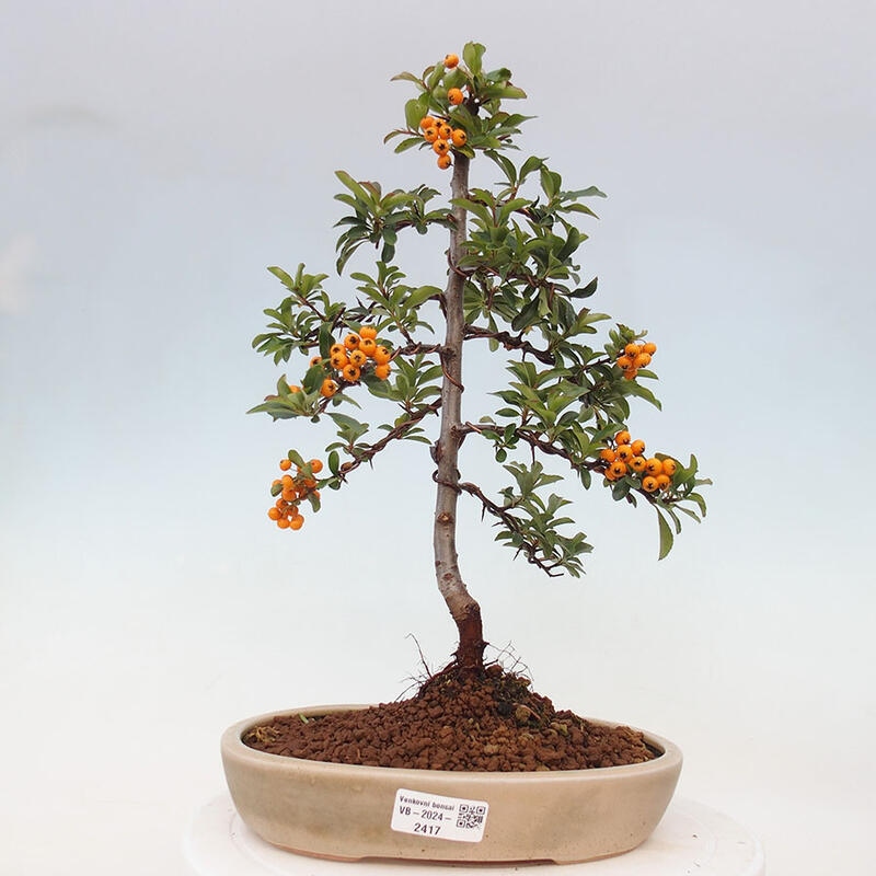 Outdoor bonsai - Pyracantha teton - Scarlet hawthorn