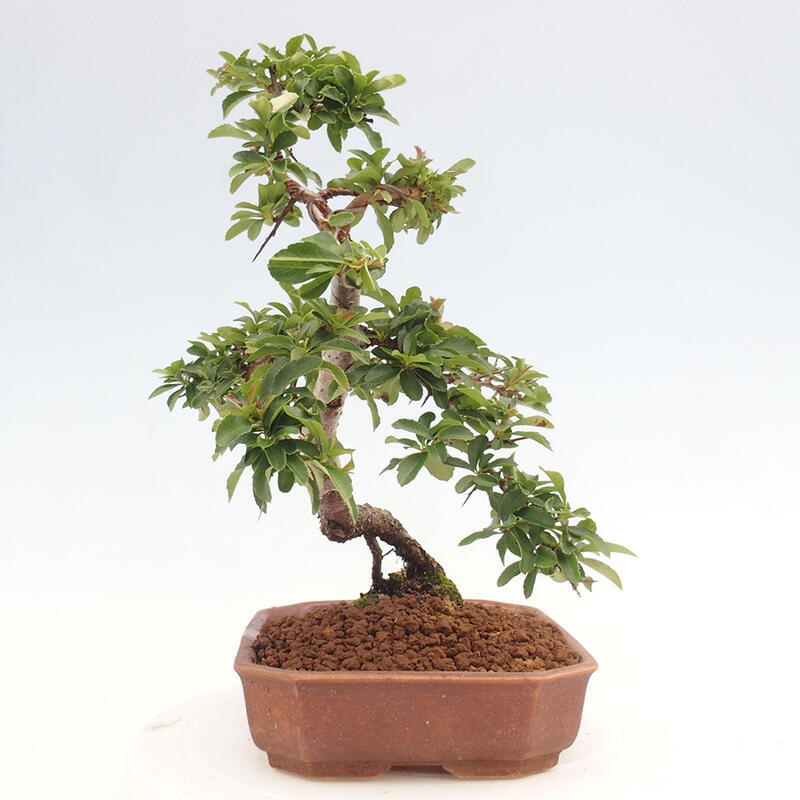 Outdoor bonsai - Pyracantha teton - Scarlet hawthorn