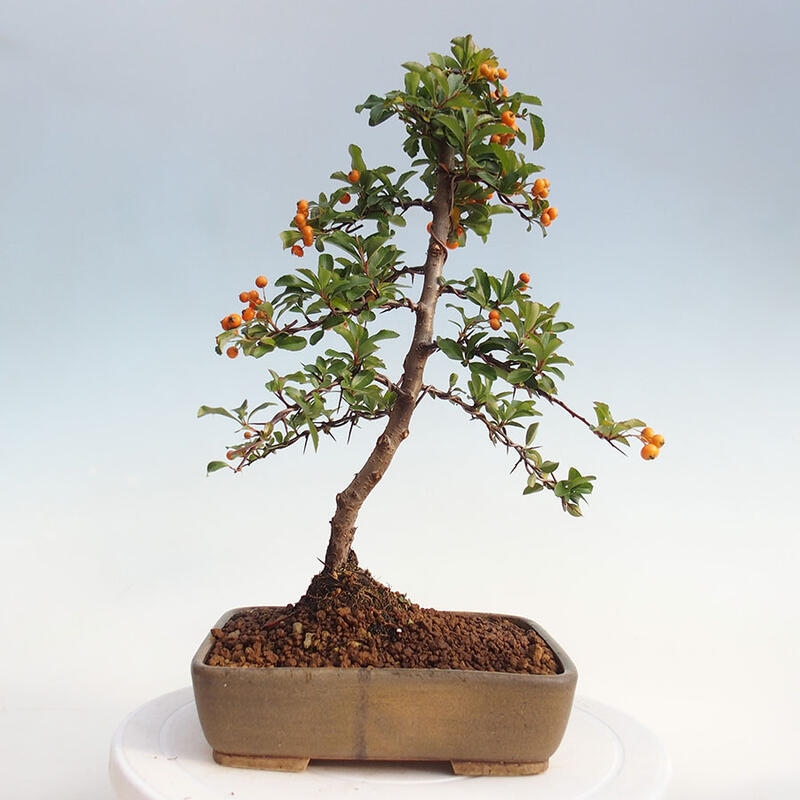 Outdoor bonsai - Pyracantha teton - Scarlet hawthorn