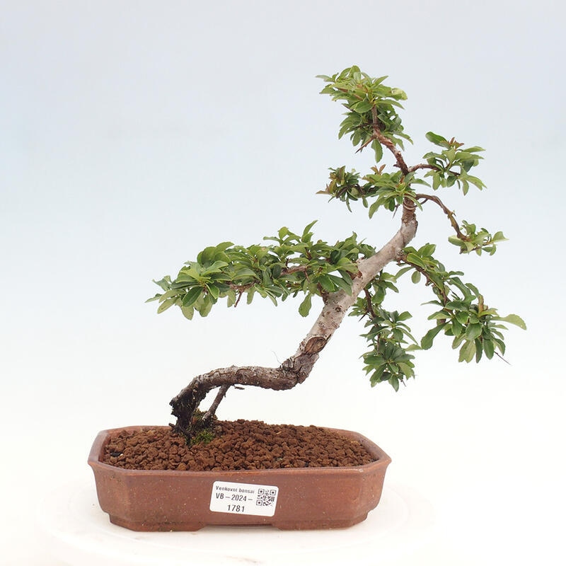 Outdoor bonsai - Pyracantha teton - Scarlet hawthorn