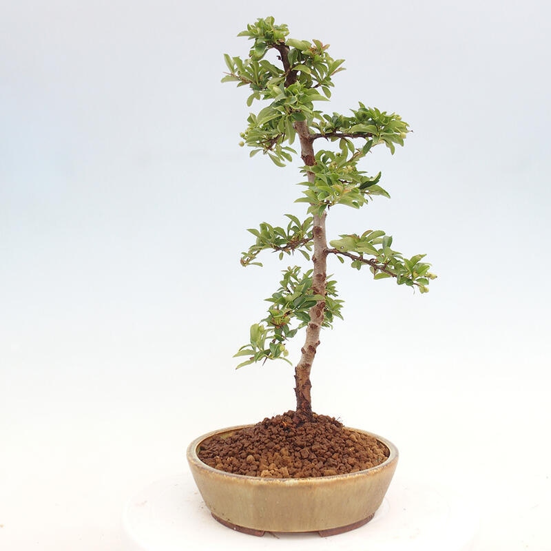 Outdoor bonsai - Pyracantha teton - Scarlet hawthorn