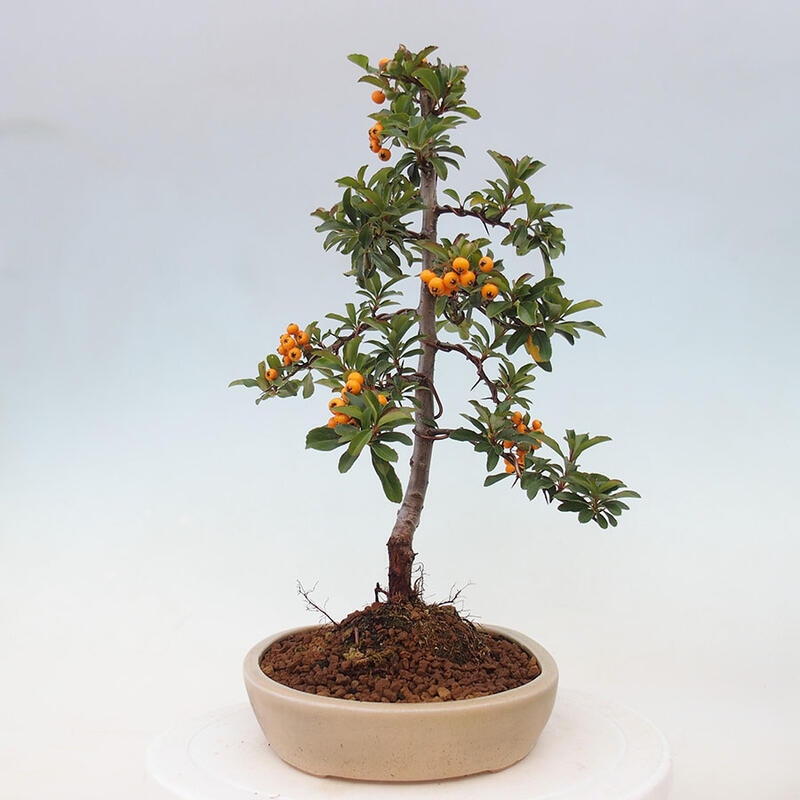 Outdoor bonsai - Pyracantha teton - Scarlet hawthorn