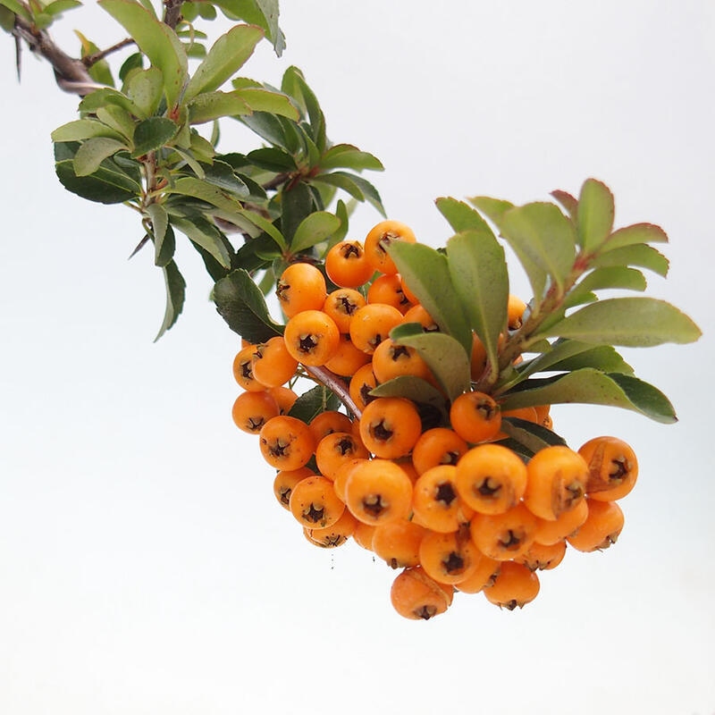 Outdoor bonsai - Pyracantha teton - Scarlet hawthorn