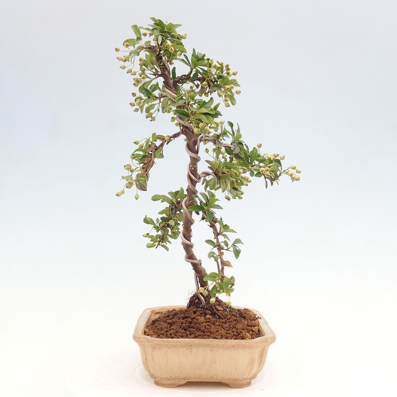 Outdoor bonsai - Pyracantha teton - Scarlet hawthorn