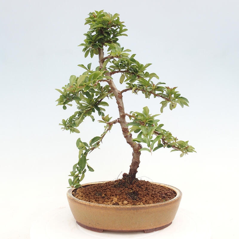 Outdoor bonsai - Pyracantha teton - Scarlet hawthorn