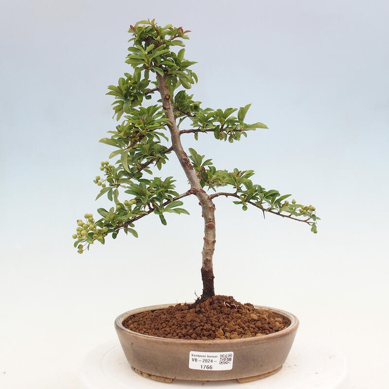 Outdoor bonsai - Pyracantha teton - Scarlet hawthorn