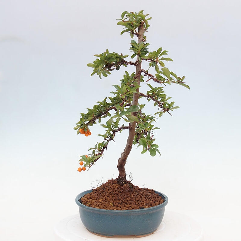 Outdoor bonsai - Pyracantha teton - Scarlet hawthorn