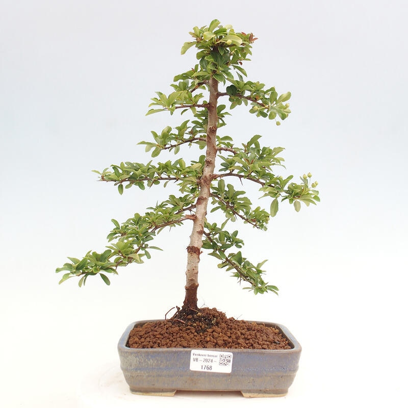 Outdoor bonsai - Pyracantha teton - Scarlet hawthorn