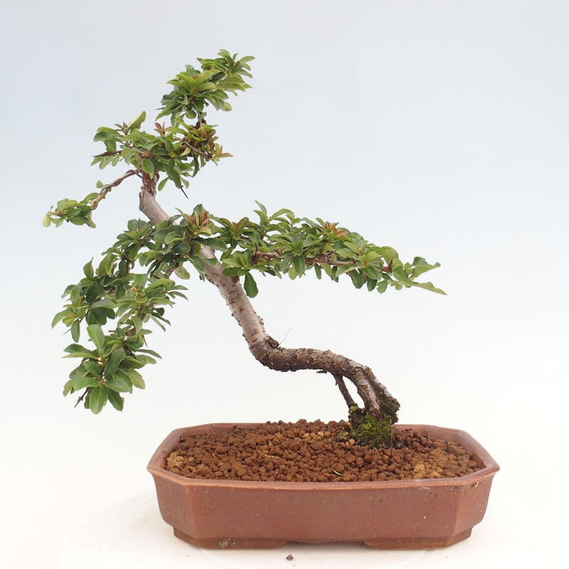 Outdoor bonsai - Pyracantha teton - Scarlet hawthorn