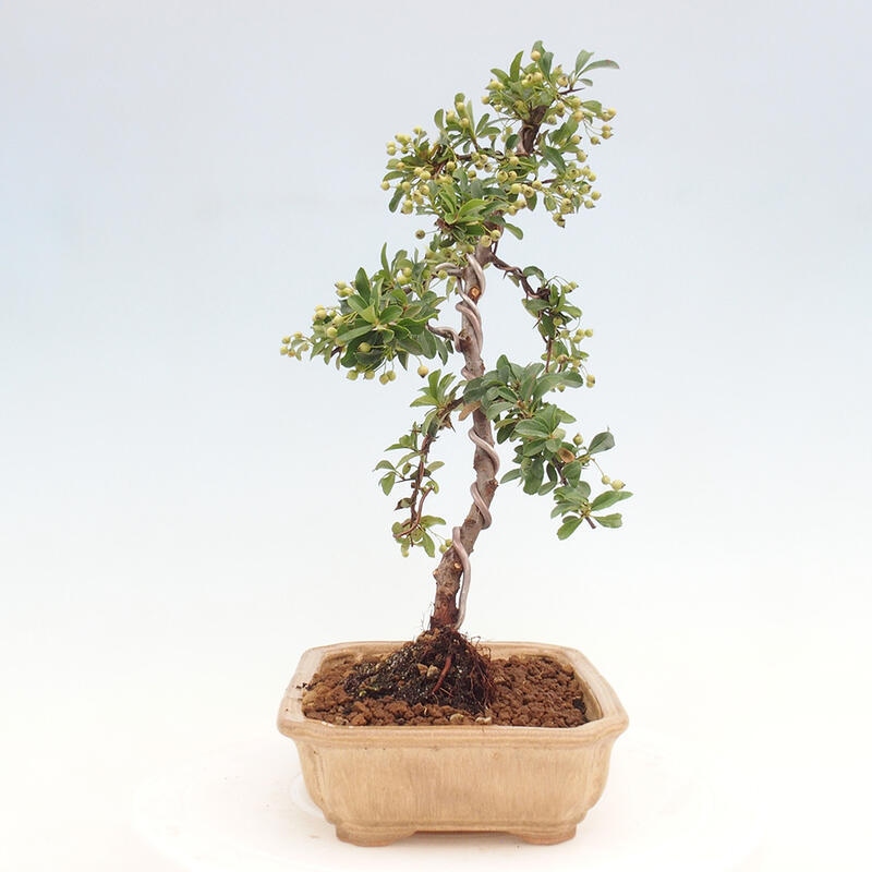 Outdoor bonsai - Pyracantha teton - Scarlet hawthorn