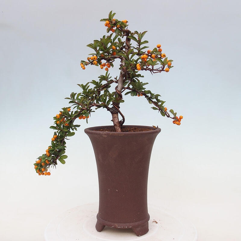 Outdoor bonsai - Pyracantha teton - Scarlet hawthorn