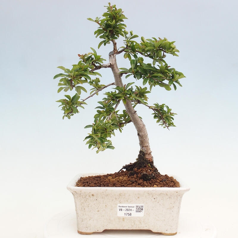 Outdoor bonsai - Pyracantha teton - Scarlet hawthorn