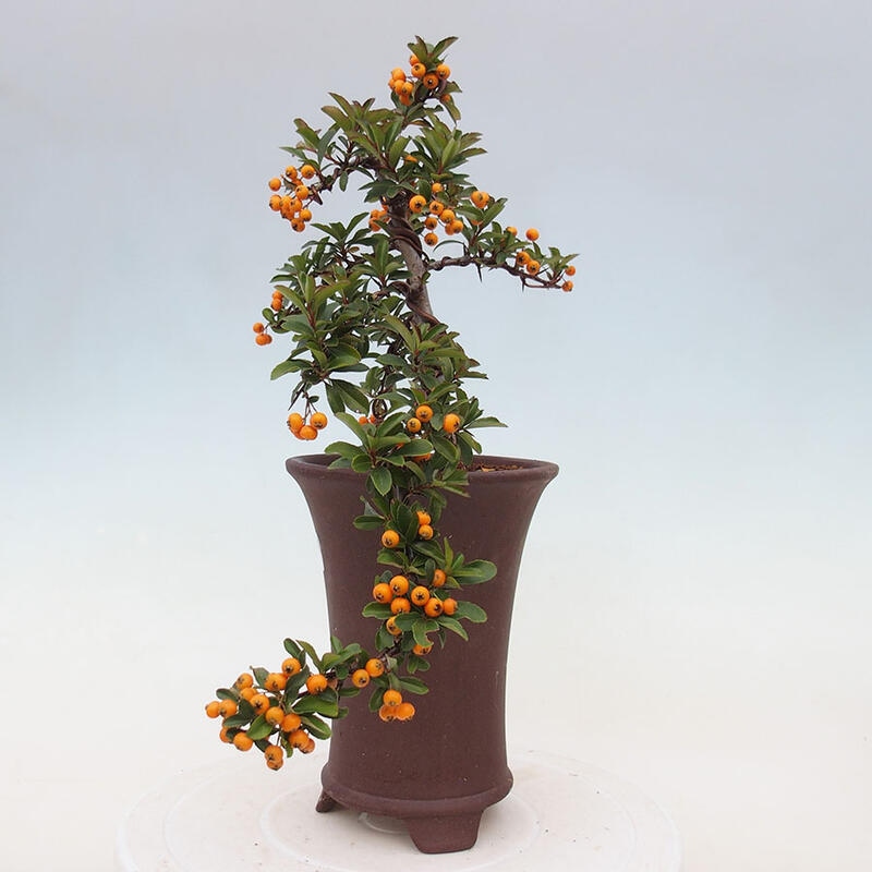 Outdoor bonsai - Pyracantha teton - Scarlet hawthorn