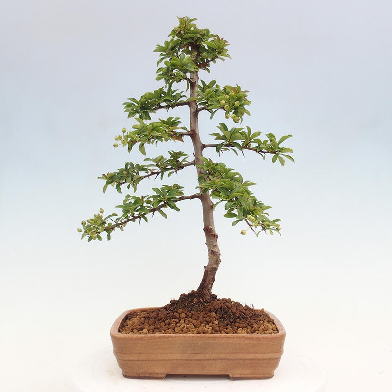 Outdoor bonsai - Pyracantha teton - Scarlet hawthorn