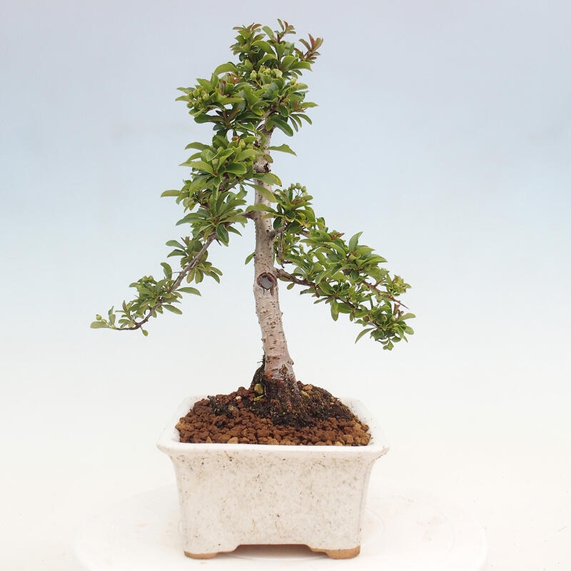 Outdoor bonsai - Pyracantha teton - Scarlet hawthorn