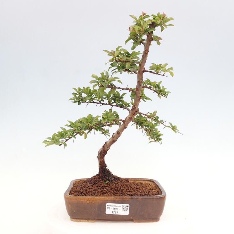 Outdoor bonsai - Pyracantha teton - Scarlet hawthorn