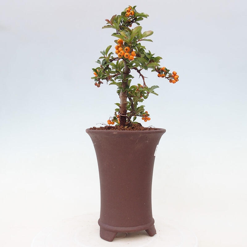 Outdoor bonsai - Pyracantha teton - Scarlet hawthorn