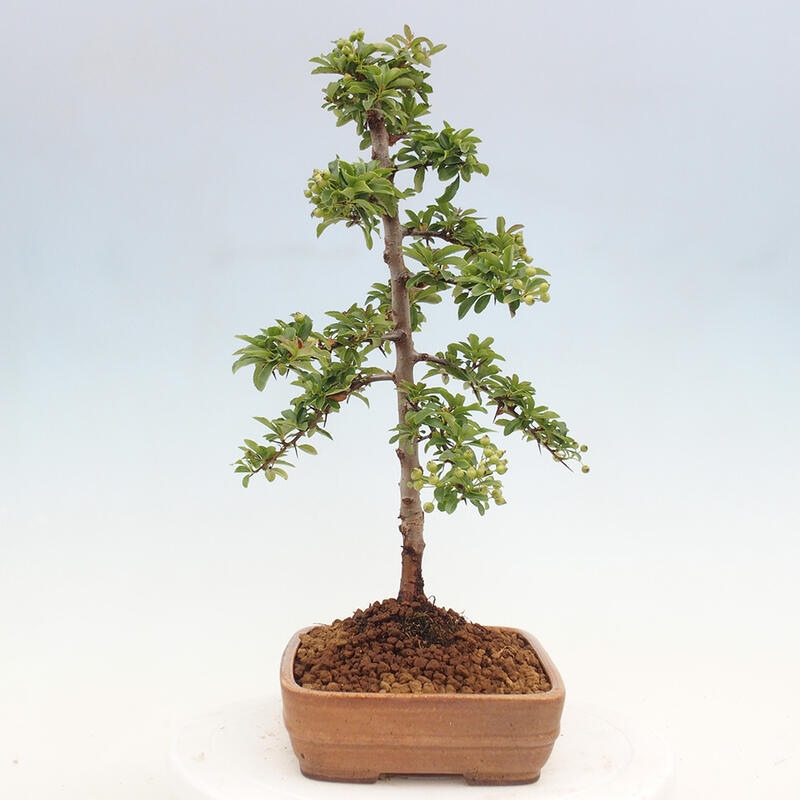 Outdoor bonsai - Pyracantha teton - Scarlet hawthorn