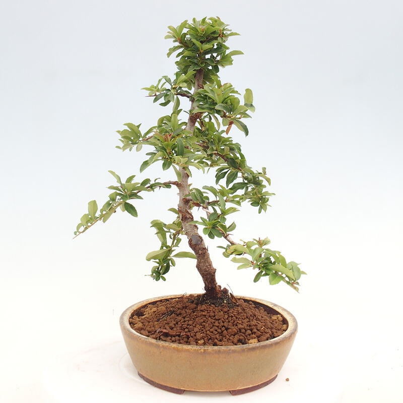 Outdoor bonsai - Pyracantha teton - Scarlet hawthorn