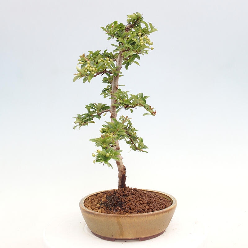 Outdoor bonsai - Pyracantha teton - Scarlet hawthorn