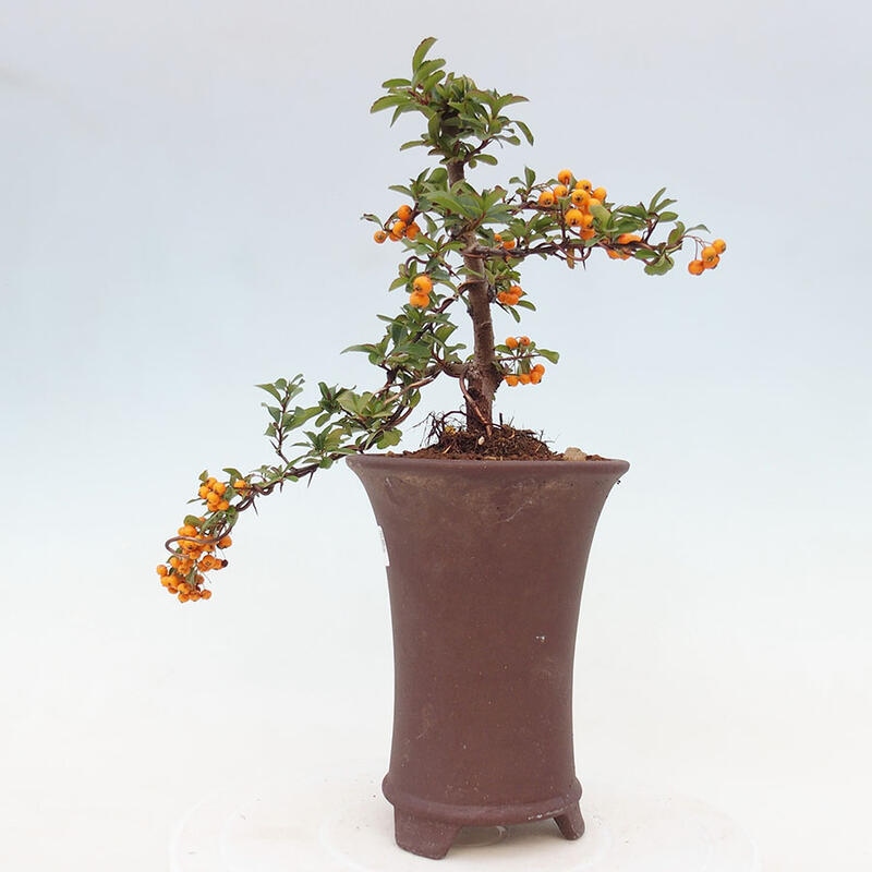 Outdoor bonsai - Pyracantha teton - Scarlet hawthorn