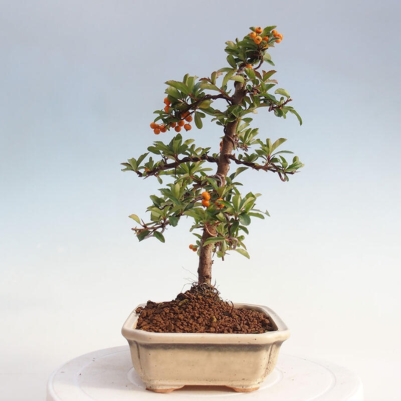 Outdoor bonsai - Pyracantha teton - Scarlet hawthorn