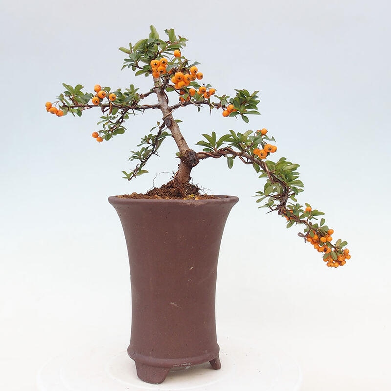 Outdoor bonsai - Pyracantha teton - Scarlet hawthorn