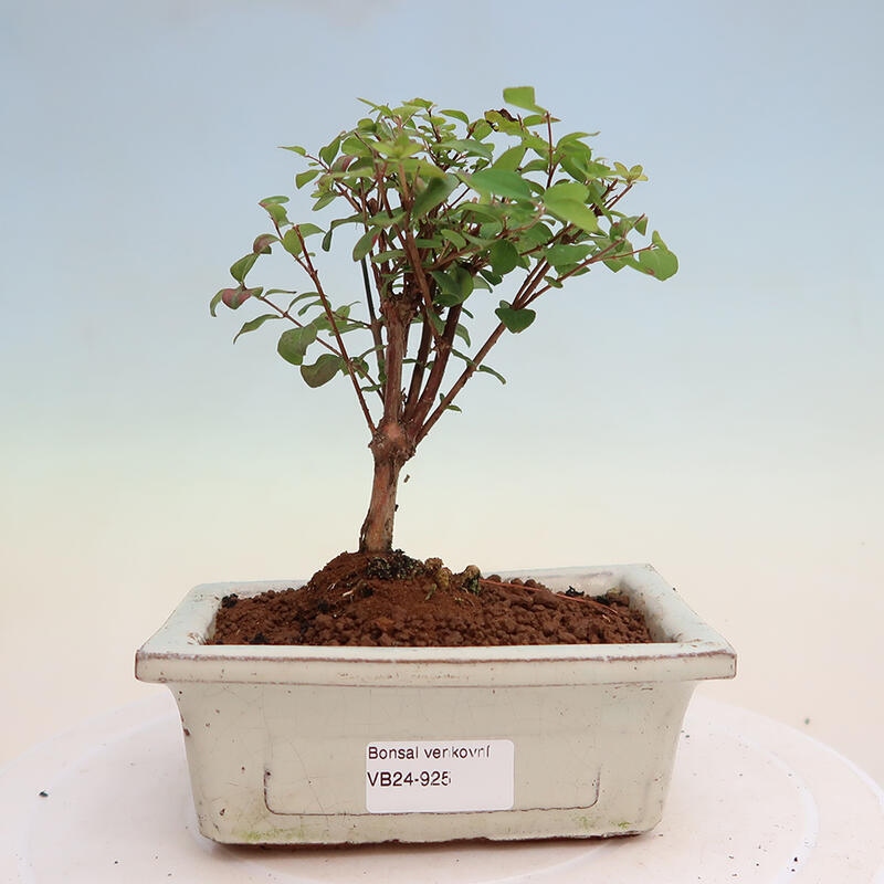 Bonsai im Freien - Symphoricarpos Magic Berry - Gedenkbaum