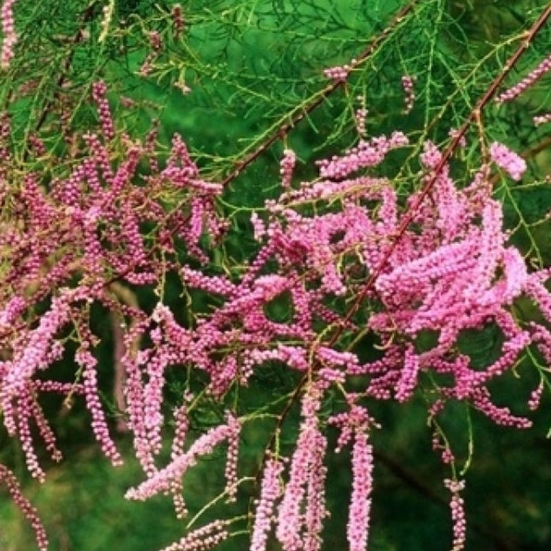 Bonsai im Freien - Tamarix - Tamarix