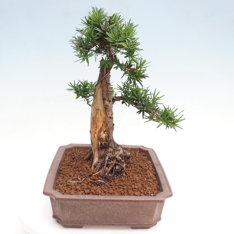 Bonsai im Freien - Taxus cuspidata - Japanische Eibe